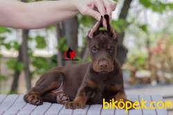 SECERELİ ENFES EĞİTİMLİ DOBERMAN YAVRULARI