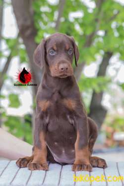 SECERELİ ENFES EĞİTİMLİ DOBERMAN YAVRULARI 2