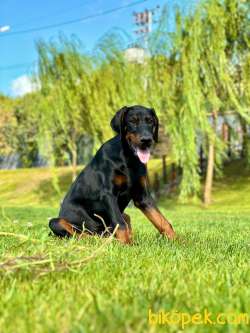 SECERELİ EĞİTİMLİ DOBERMAN YAVRULARI 3