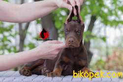 SECERELİ ENFES EĞİTİMLİ DOBERMAN YAVRULARI 4