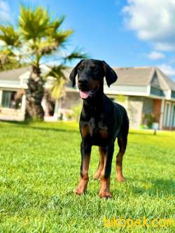 SECERELİ EĞİTİMLİ DOBERMAN YAVRULARI 2