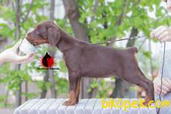 SECERELİ ENFES EĞİTİMLİ DOBERMAN YAVRULARI 3