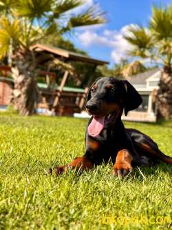 SECERELİ EĞİTİMLİ DOBERMAN YAVRULARI 5
