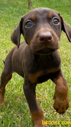 SECERELİ DOBERMAN YAVRULARI İSTANBUL 2