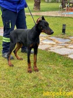 SECERELİ EĞİTİMLİ DOBERMAN YAVRULARI İSTANBUL 3