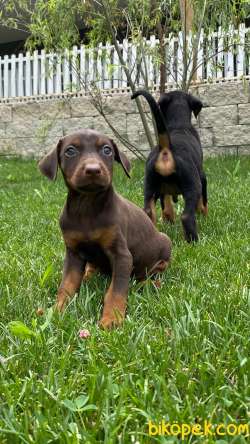 SECERELİ DOBERMAN YAVRULARI İSTANBUL