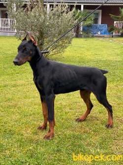 SECERELİ EĞİTİMLİ DOBERMAN YAVRULARI İSTANBUL 2