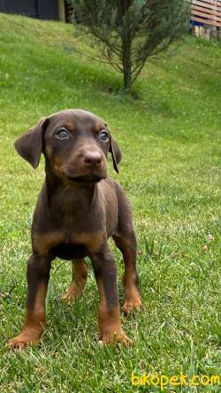 SECERELİ DOBERMAN YAVRULARI İSTANBUL 3