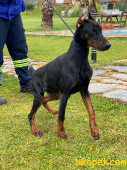 SECERELİ EĞİTİMLİ DOBERMAN YAVRULARI İSTANBUL 4