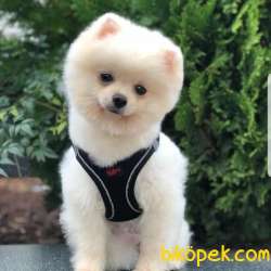 Secereli Eğitimli Sevimli Pomeranian 3