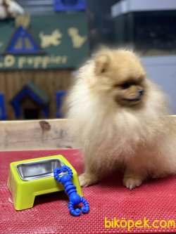 Secereli Fci Kayıtlı Pomeranian Boo 2