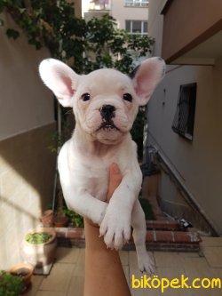 Secereli French Bulldog Yavrulari 1