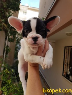 Secereli French Bulldog Yavrulari 5