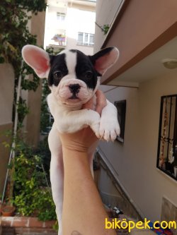 Secereli French Bulldog Yavrulari 4