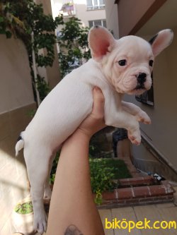 Secereli French Bulldog Yavrulari 3
