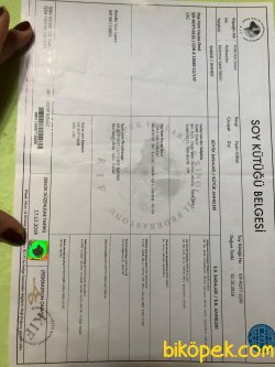 Secereli Genç Türkiye Şampiyonu Anne OluYOR 4