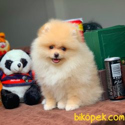 Secereli Irk Garantili Pomeranian Boo Yavrularımız 4