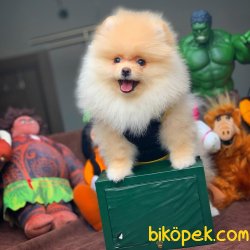 Secereli Irk Garantili Pomeranian Boo Yavrularımız 2