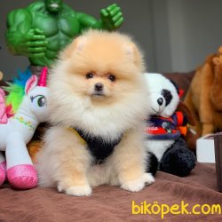 Secereli Irk Garantili Pomeranian Boo Yavrularımız 3