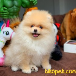 Secereli Irk Garantili Pomeranian Boo Yavrularımız 1