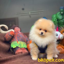 Secereli Irk Garantili Pomeranian Boo Yavrularımız 5