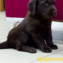Secereli  Labrador Retriever Yavrulari Istanbul 3