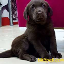 Secereli  Labrador Retriever Yavrulari Istanbul 2