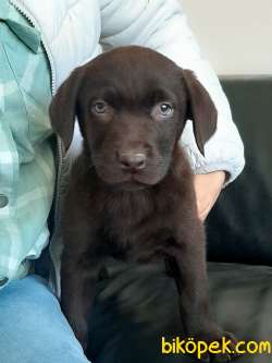 Secereli Labrador Retriever Yavrulari Istanbul 1