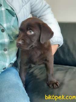 Secereli Labrador Retriever Yavrulari Istanbul 3