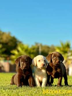 Secereli Labrador Retriever Yavrularımız 4