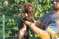 Secereli Labrador Retriever Yavrularımız