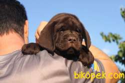 Secereli Labrador Retriever Yavrularımız