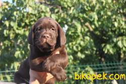 Secereli Labrador Retriever Yavrularımız 4