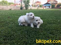 Secereli Maltese 3 Erkek 1 Dişi 1