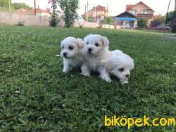 Secereli Maltese 3 Erkek 1 Dişi 4