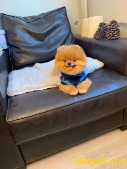Secereli Mikroçipli Boo Pomeranian 4