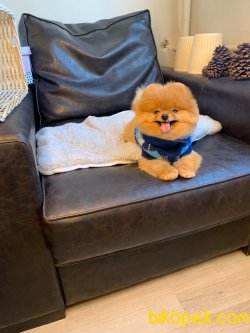 Secereli Mikroçipli Boo Pomeranian 3