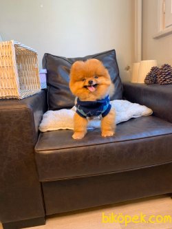 Secereli Mikroçipli Boo Pomeranian 2