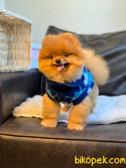 Secereli Mikroçipli Boo Pomeranian 1