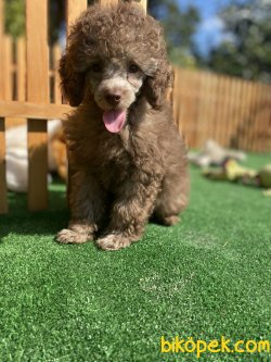 SECERELİ MİNİ BOY TOY POODLE BEBEĞİNİZ 3