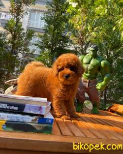 Secereli Miniboy Irk Ve Sağlık Garantili Toy Poodle Yavrumuz 2