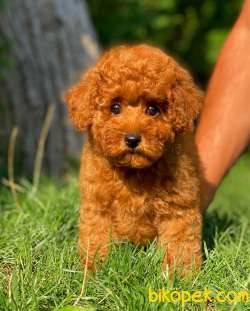 Secereli Miniboy Irk Ve Sağlık Garantili Toy Poodle Yavrumuz 3