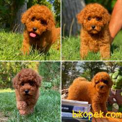Secereli Miniboy Irk Ve Sağlık Garantili Toy Poodle Yavrumuz 1