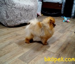 Secereli Orjinal Boo Pomeranian Boo Teddy 4