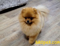 Secereli Orjinal Boo Pomeranian Boo Teddy 3