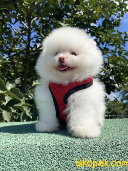 SECERELİ ORJİNAL TEDDY BEAR FACE BOO 5