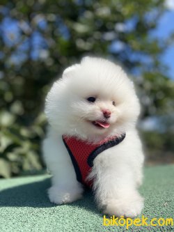 SECERELİ ORJİNAL TEDDY BEAR FACE BOO 4