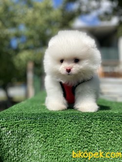 SECERELİ ORJİNAL TEDDY BEAR FACE BOO 3