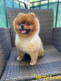 SECERELİ POMERANİAN BOO 1