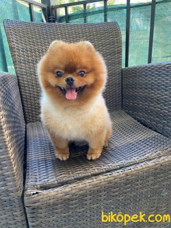 SECERELİ POMERANİAN BOO 2